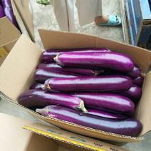 紫长茄子湖南浏阳精品紫长茄适合做烧烤茄质地香软