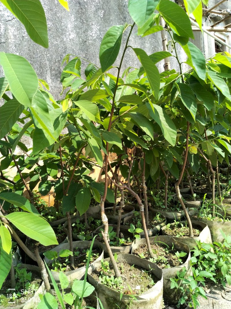 中杯凤梨释迦苗高度30-50公分普宁带杯带土发货假一赔十