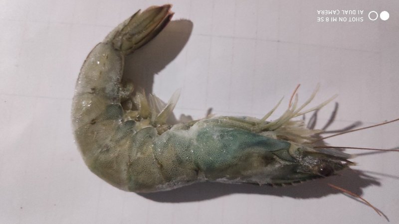 兰尾白虾沙特阿拉伯国产都有16/20头8888888