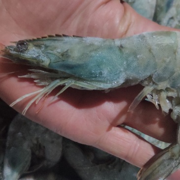 兰尾白虾沙特阿拉伯国产都有16/20头8888888