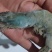 兰尾白虾沙特阿拉伯国产都有16/20头8888888