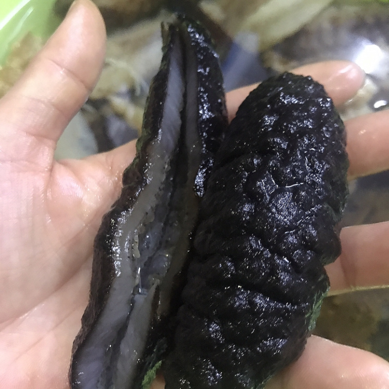 土耳其参海参纯淡干海鲜干货