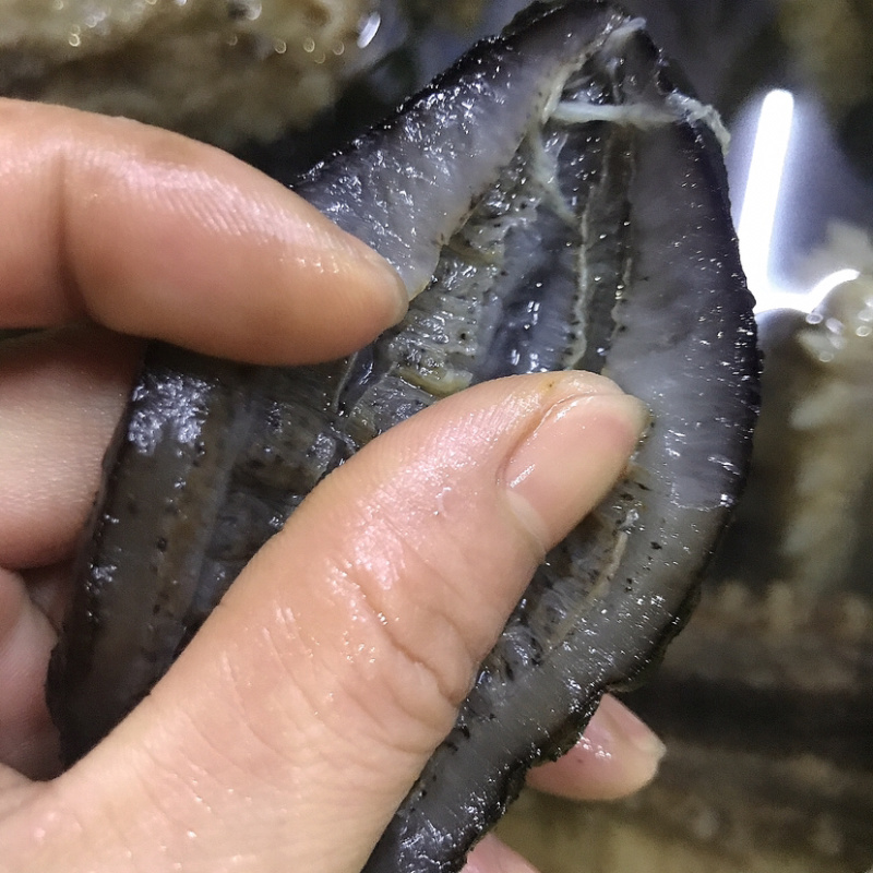 土耳其参海参纯淡干海鲜干货
