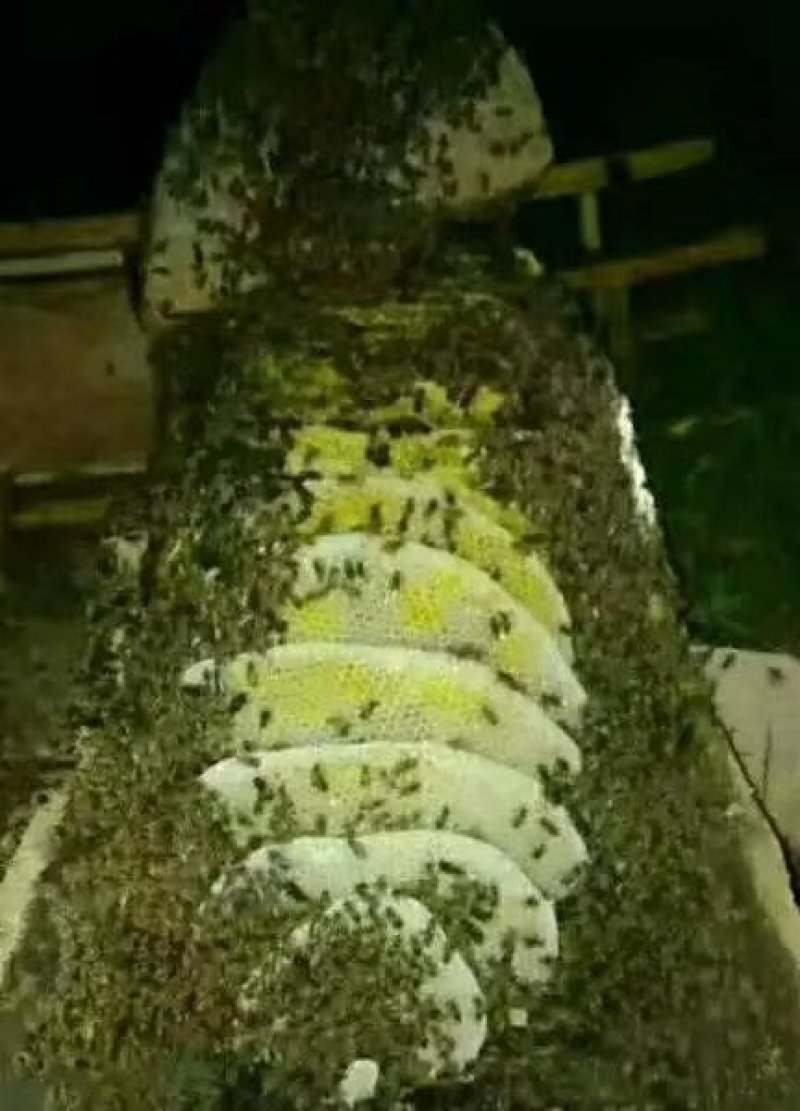 陕西凤县秦岭土蜂蜜结晶蜜农家自产自销年产一次