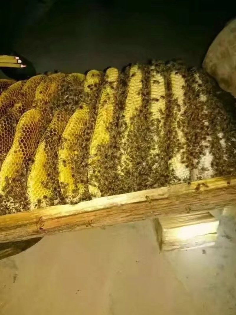 陕西凤县秦岭土蜂蜜结晶蜜农家自产自销年产一次