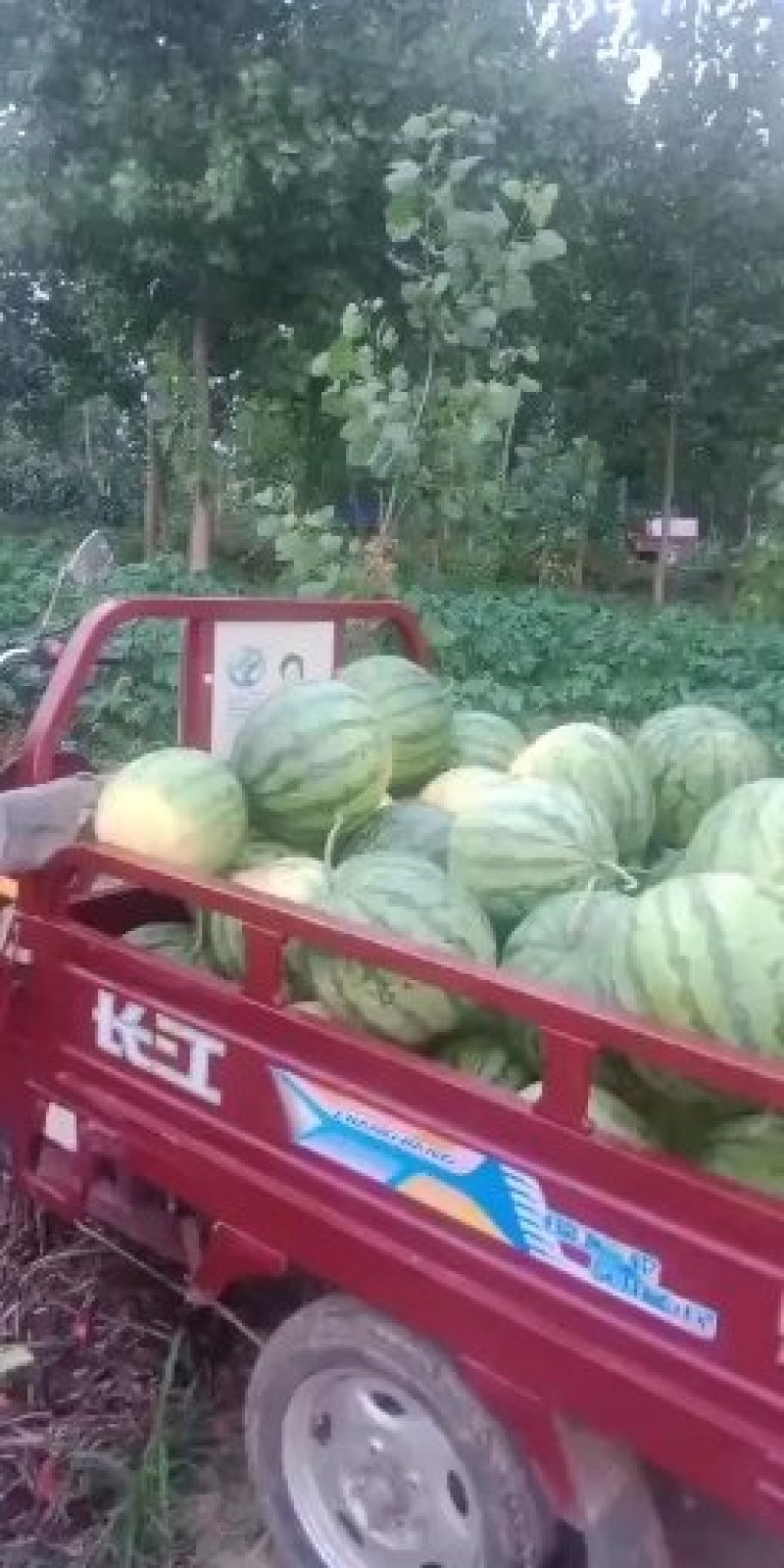 精品美度，产地直销，品种齐全，个头大，皮薄，肉厚，甜度高