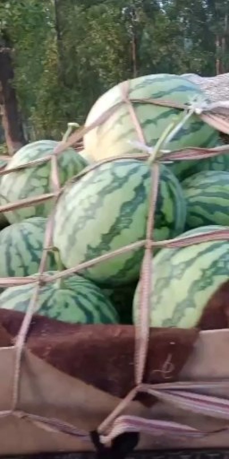 精品美度，产地直销，品种齐全，个头大，皮薄，肉厚，甜度高