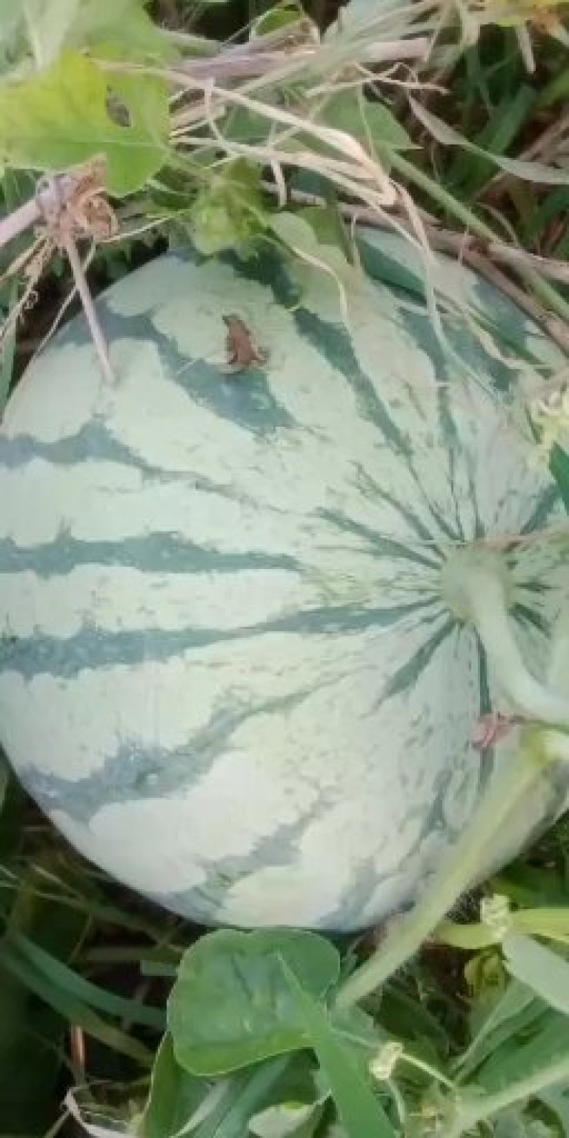 精品美度，产地直销，品种齐全，个头大，皮薄，肉厚，甜度高