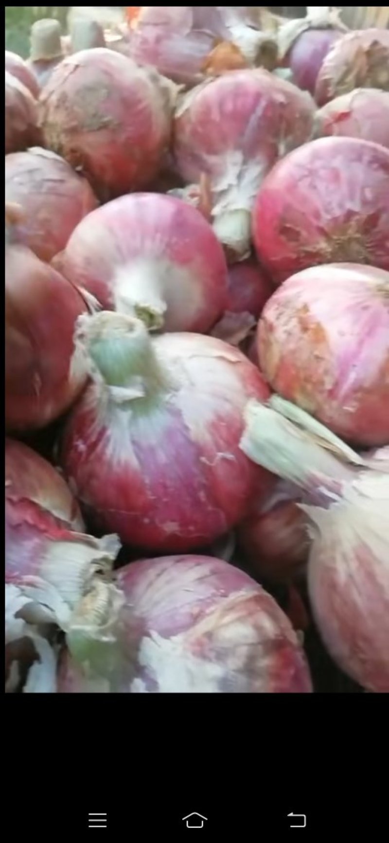 精品二红洋葱大量现货供应，个头大，颜色好，有需要的联系