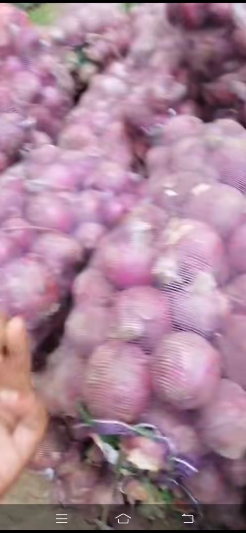 精品二红洋葱大量现货供应，个头大，颜色好，有需要的联系