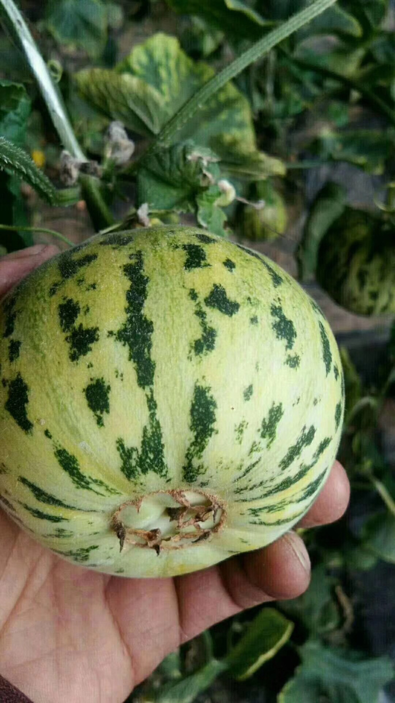 花蕾甜瓜。产地代收各种瓜果、诚信经营、