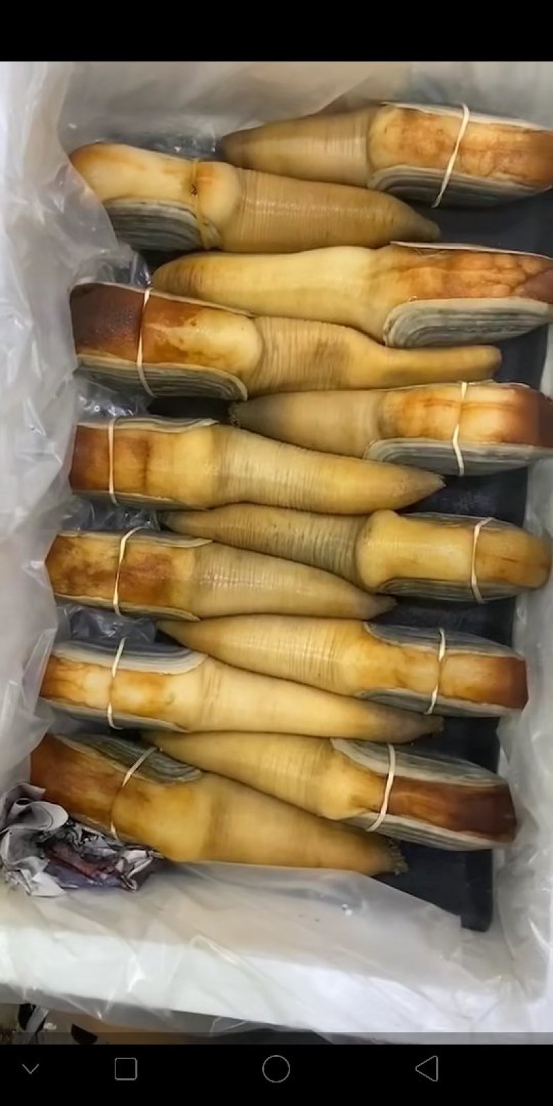 加拿大象拔蚌，海鲜刺身蚌，酒楼餐饮店专供，