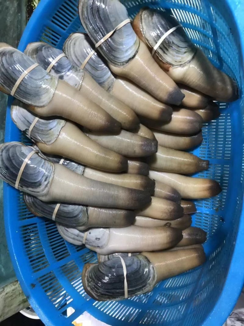 加拿大象拔蚌，海鲜刺身蚌，酒楼餐饮店专供，