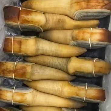 大量现货批发加洲刺身蚌，象拔蚌，大蚌，A级，B级，水蚌