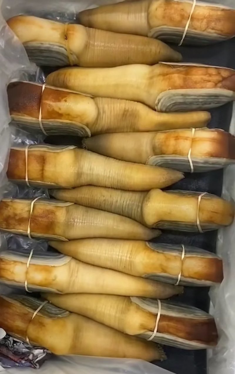 大量现货批发加洲刺身蚌，象拔蚌，大蚌，A级，B级，水蚌