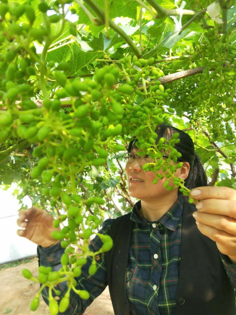 巨盛一号葡萄苗（及早熟，自然果粒子大，口感脆甜）