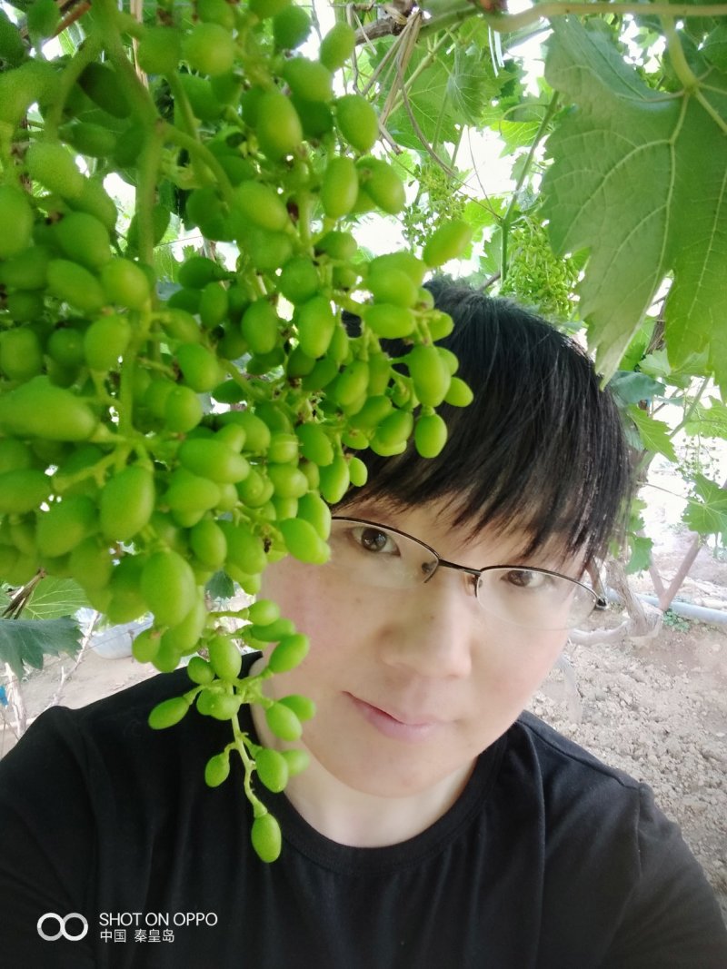 巨盛一号葡萄苗（及早熟，自然果粒子大，口感脆甜）