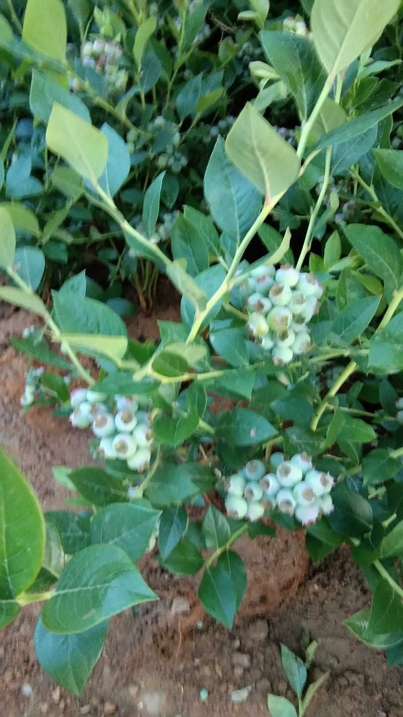 优质蓝莓苗包邮包活品种多，现挖现卖。当年结果。