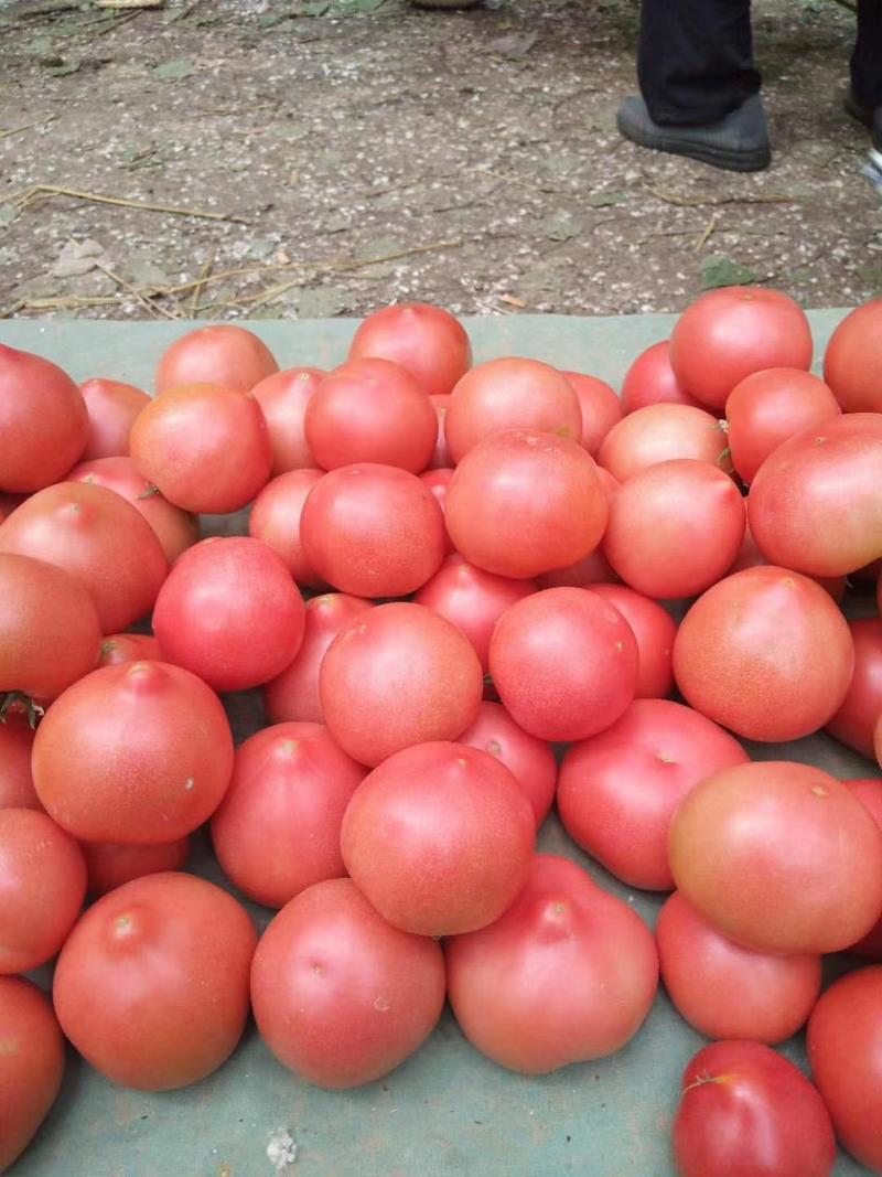 山东优质硬粉大红西红柿全年批发量大从优货源充足
