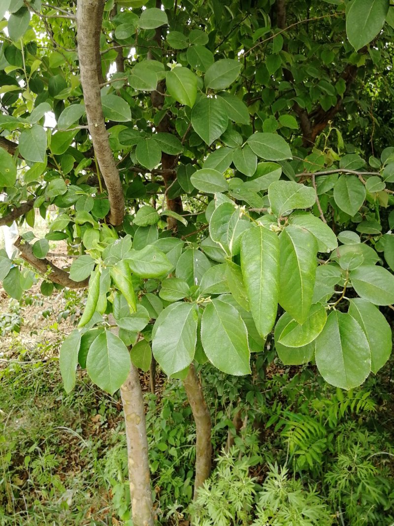 木瓜树周至本地货价格低物美价廉5到7年生