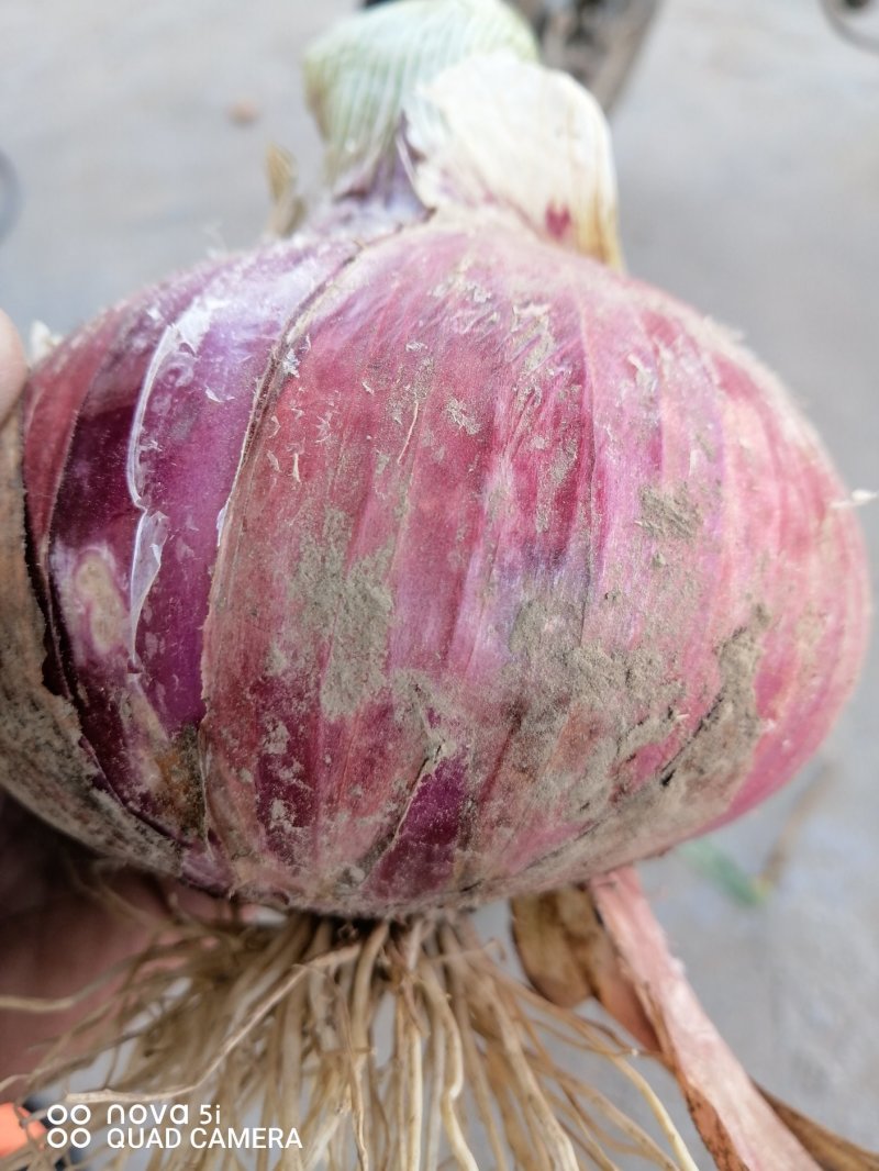 红皮洋葱河南产地直销万亩种植基地量大价优全国发货