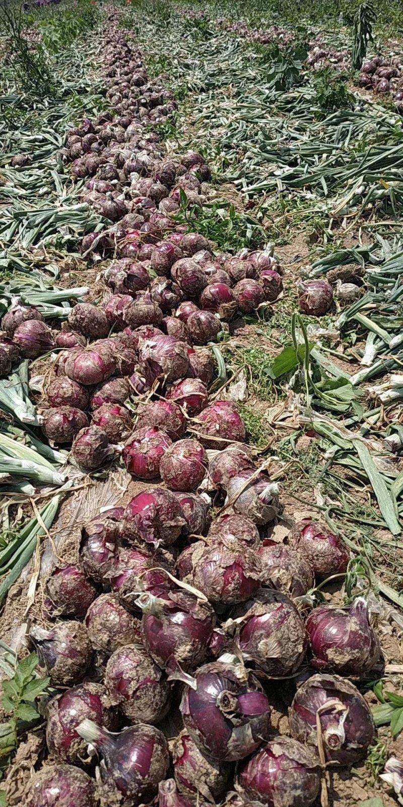 红皮洋葱河南产地直销万亩种植基地量大价优全国发货