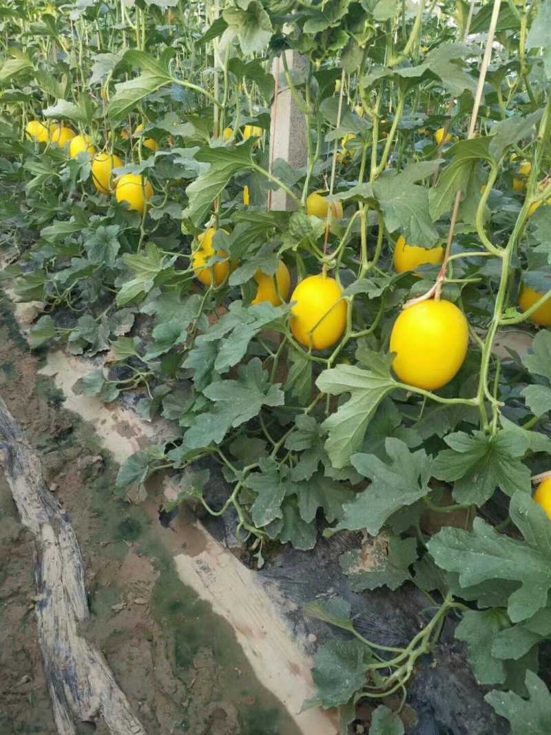 红城十号甜瓜，大量上市，货源充足，脆甜，，
