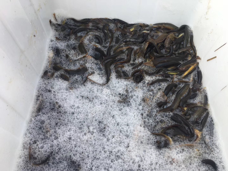 黄鳝，泥鳅，刁子鱼