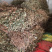 鱼腥草干货折耳根野生***不熏硫太阳晒干***药食同源