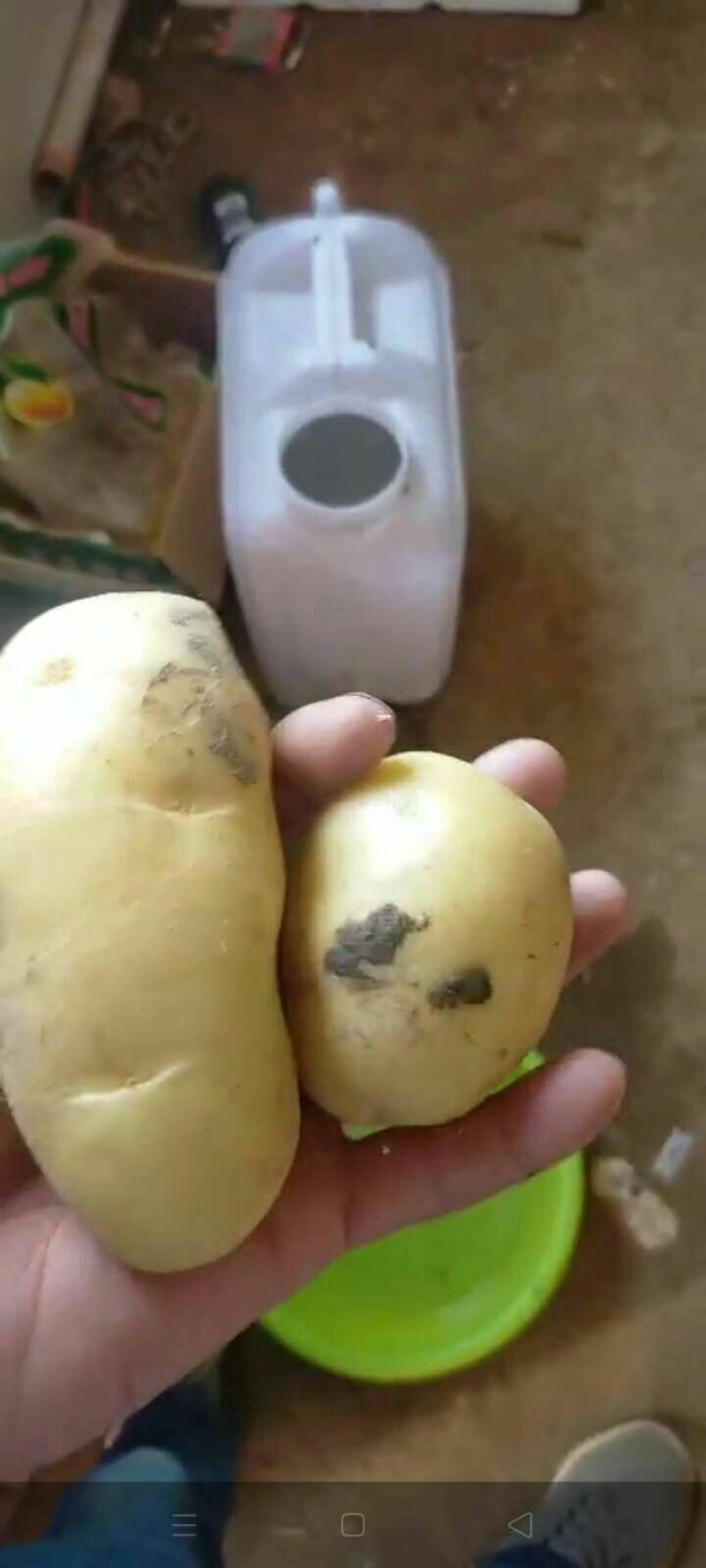 土豆