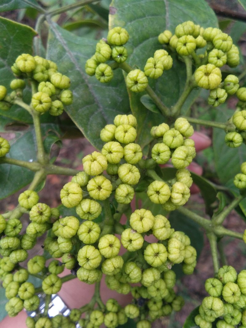 茣茱萸：中药材新货大量供应
