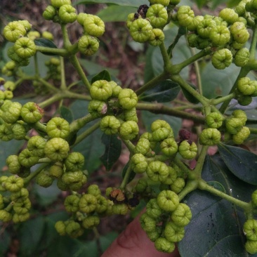 茣茱萸：中药材新货大量供应