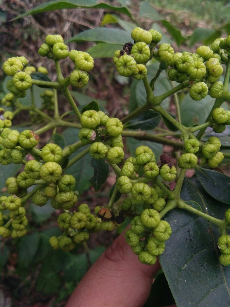 茣茱萸：中药材新货大量供应