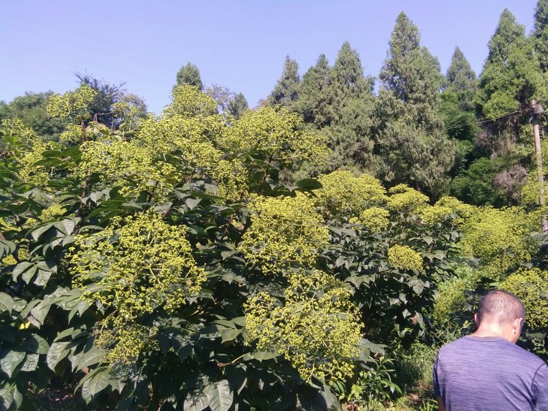 茣茱萸：中药材新货大量供应