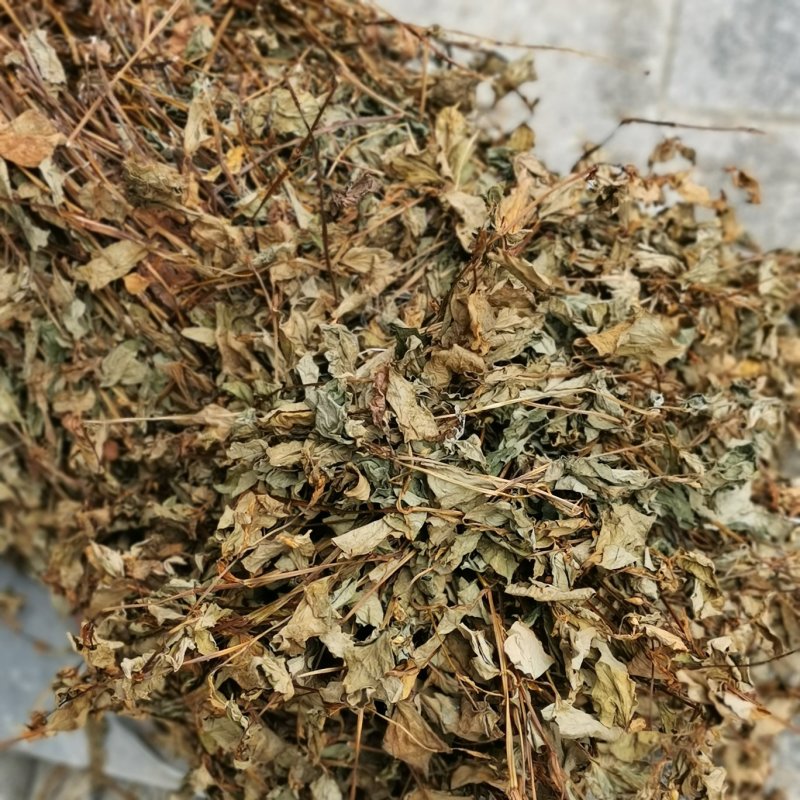 今年现货鱼腥草干货野生可切段干可粉碎晒干整棵一手货源
