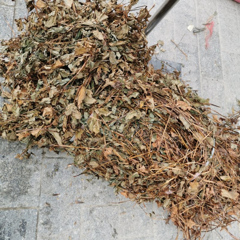 今年现货鱼腥草干货野生可切段干可粉碎晒干整棵一手货源