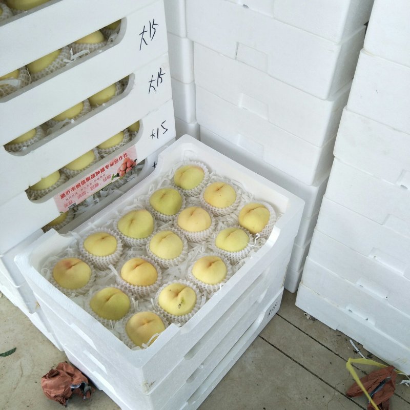 新沂水蜜桃大量上市，价格一调再调
