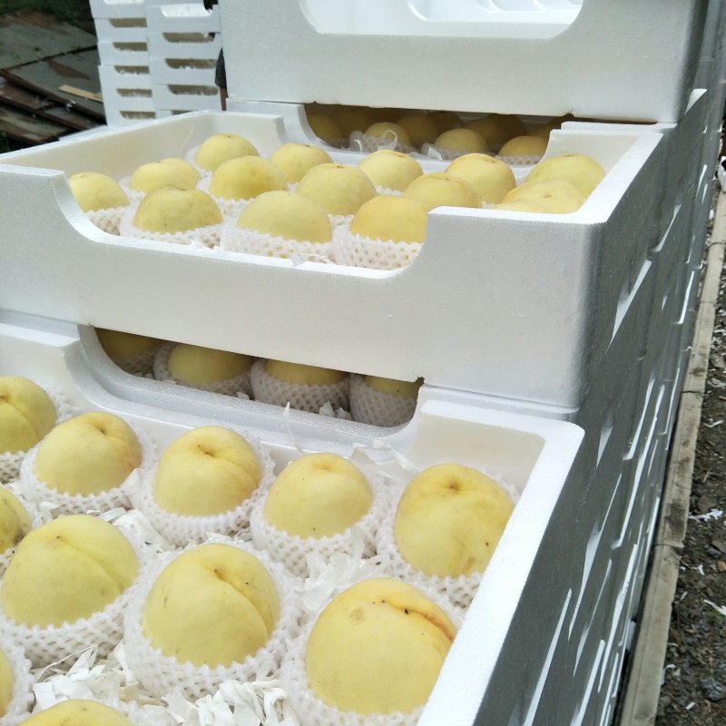 突围水蜜桃大量供应，品质让你吓一跳