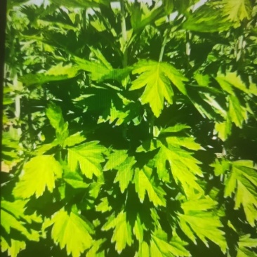 端午节艾草