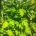 端午节艾草