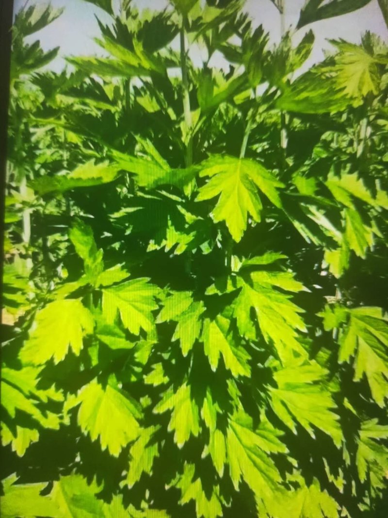 端午节艾草