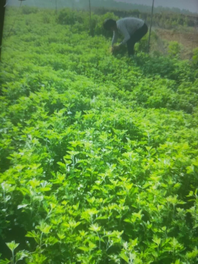 端午节艾草