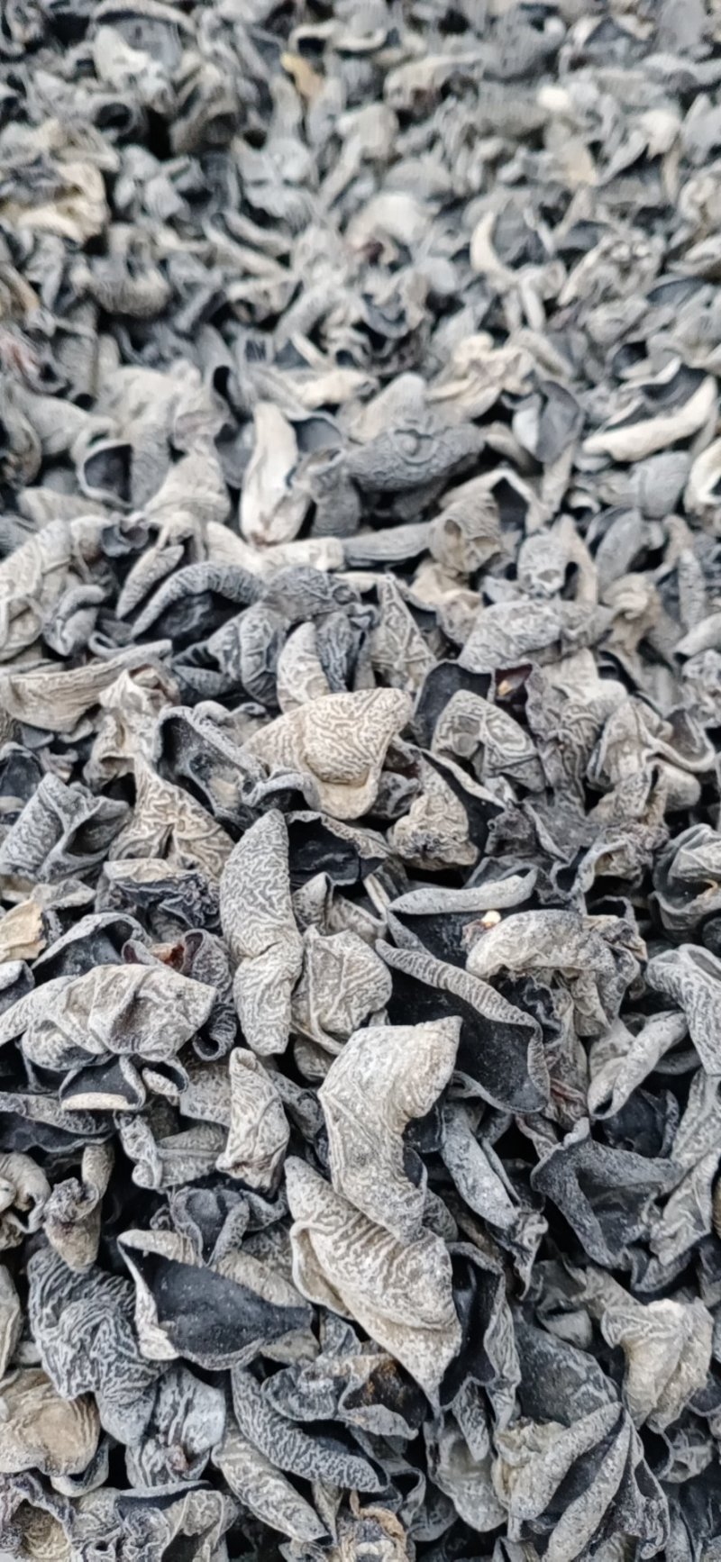 主营东北黑木耳！一手货源直供电商会销！质量保证电商专用
