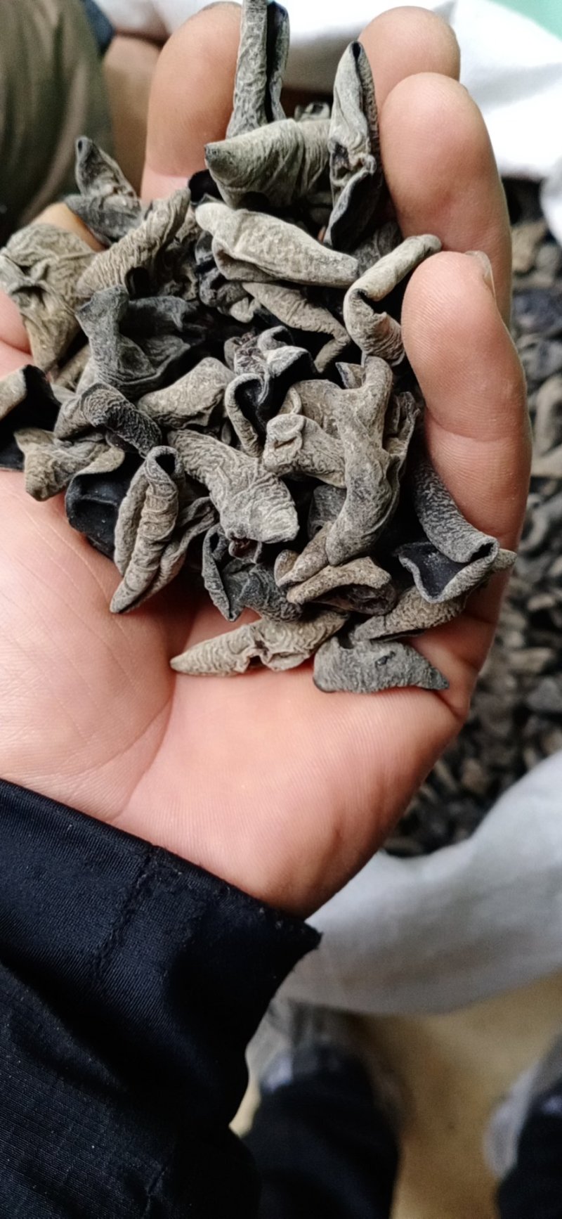 主营东北黑木耳！一手货源直供电商会销！质量保证电商专用