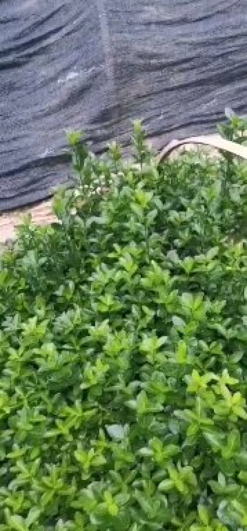 冬青床苗，自家扦插苗，根系好，苗壮，保鲜发货！量大！