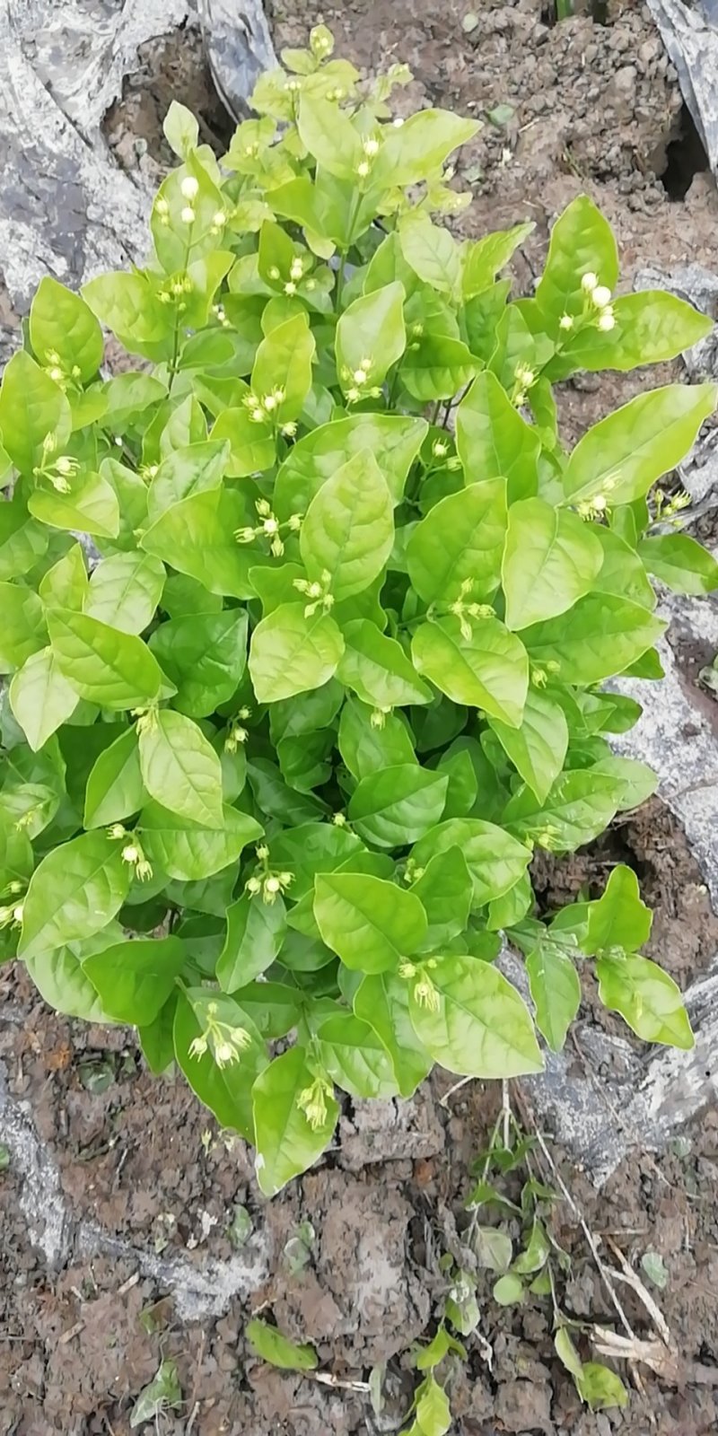 茉莉花，不含盆，价格随行，栀子花