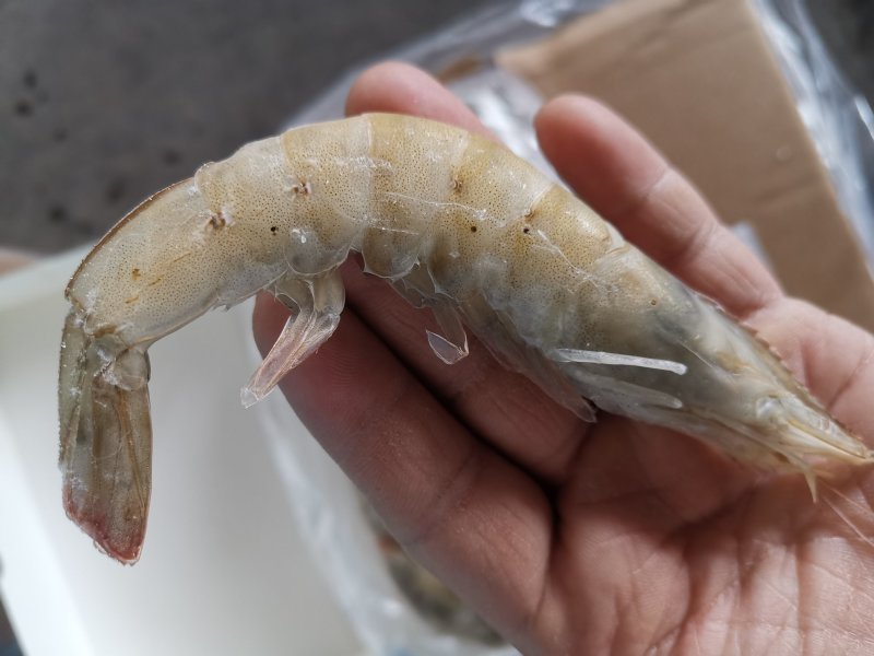 多尔虾，虾尾