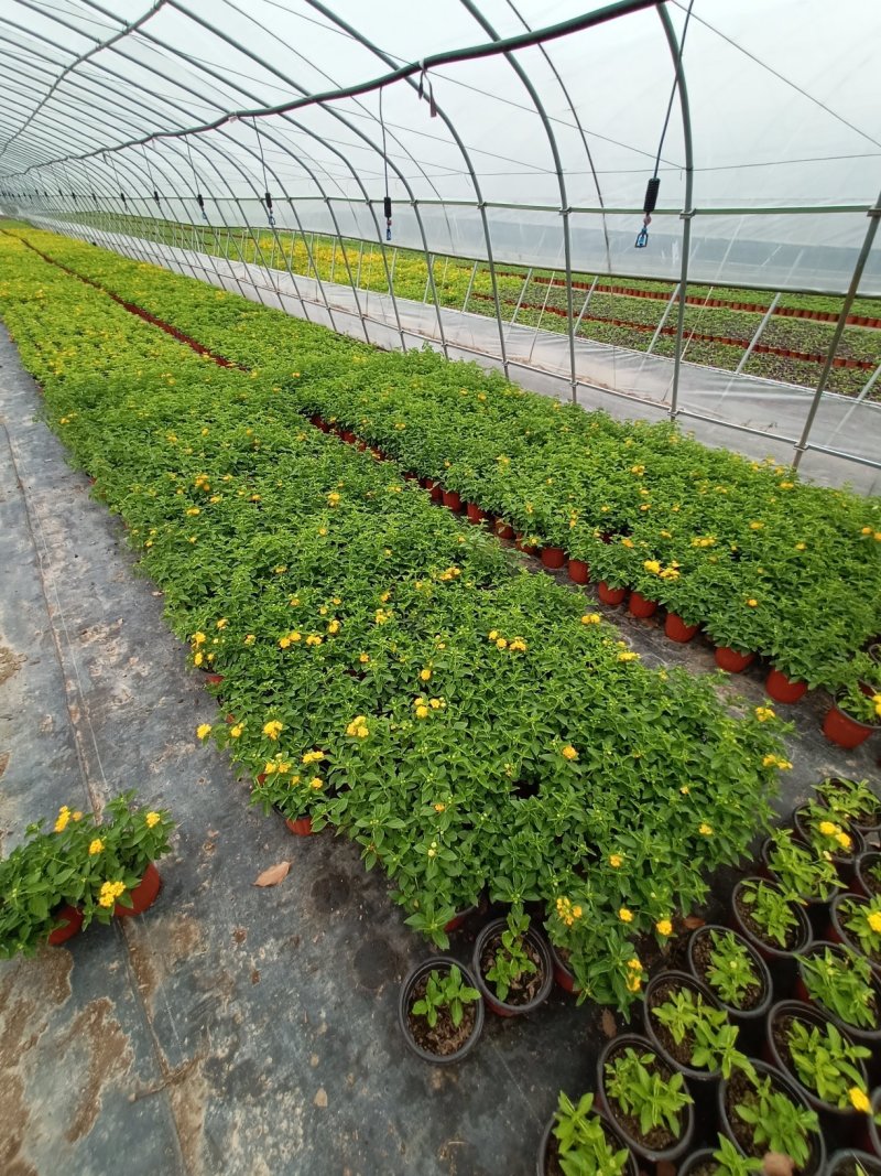 草花基地直发