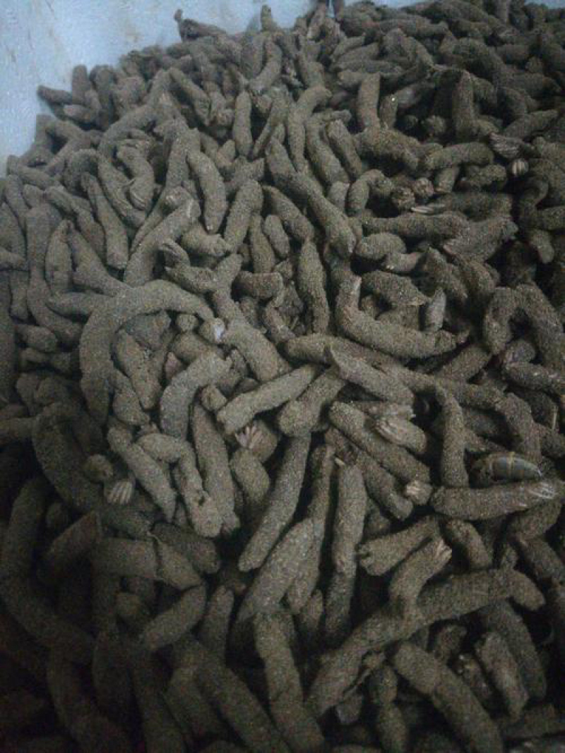 蚂蚱卵，东亚飞蝗卵，纯卵，土卵