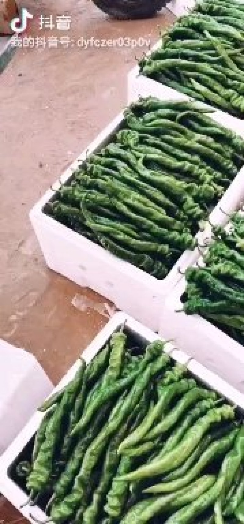 线椒，精品线椒，陕西辣椒基地辣椒即将大量上市欢迎视频看货